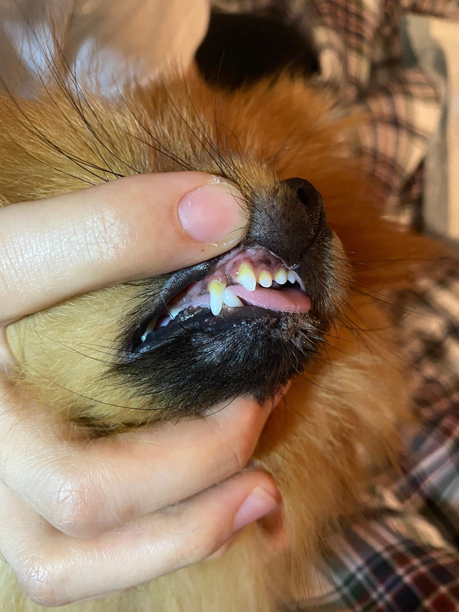 Alter des Hundes an zähnen? (Hund, Zähne, Hunderasse)