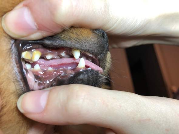 alter des hundes an zahnen hund zahne hunderasse