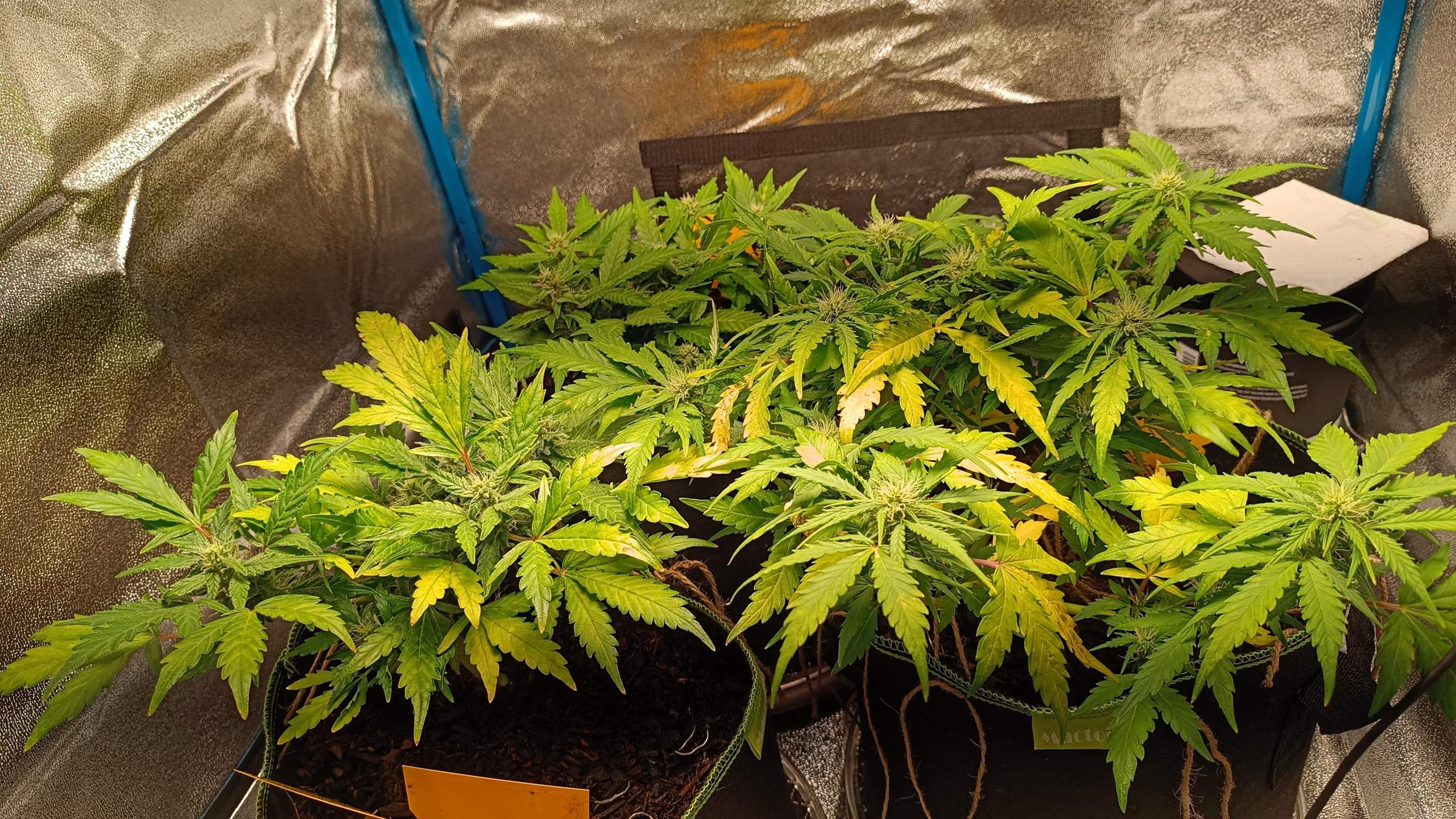 Am die Erfahrenen Grower Wieviel Ertrag gibt das etwa? (Cannabis, Gras, Hanf)