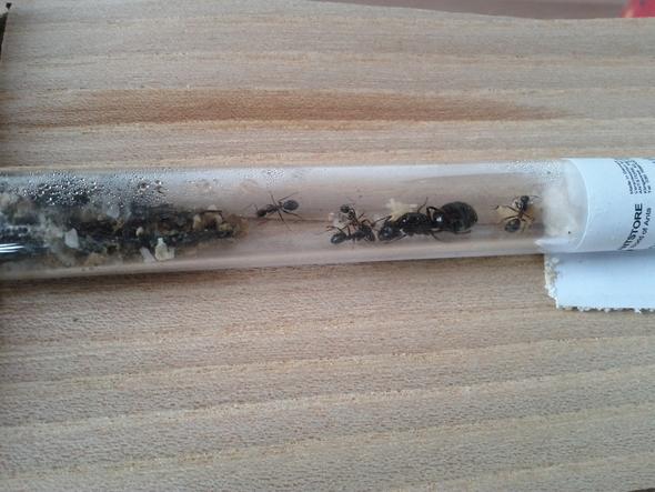 Tranzportröhchen  (ich lege keinen Honig oder so ins rohr sie nehmen nur wasser) - (Ameisen, Kolonien)