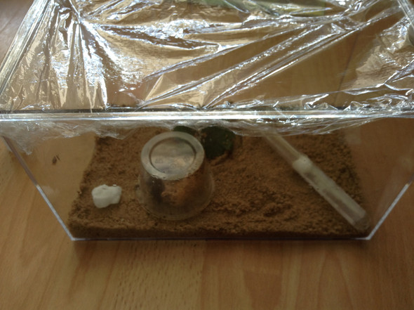 Ameisen Terrarium? (Insekten)