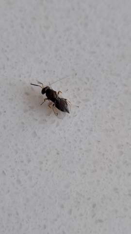 Springendes Insekt Ameisenartiges springende Insekt mit Flügel im Haus? (Insekten ...