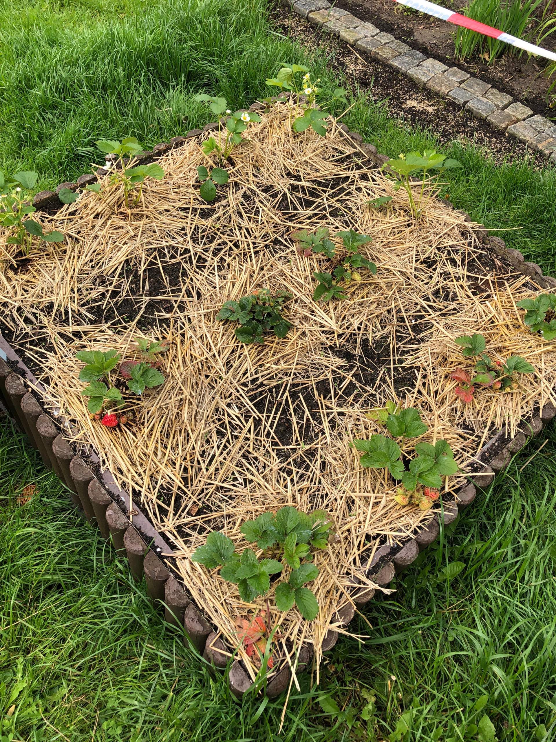 Ameisenplage! Sie fressen meine Erdbeeren, was tun? Habt