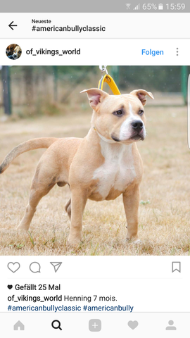 American Bully Haltung Bayern Hund Listenhunde Kampfhund