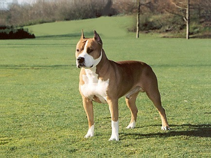 the amstaff terrier - (Menschen, Tiere, Hund)