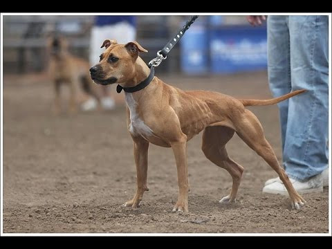 the american pitbull terrier - (Menschen, Tiere, Hund)