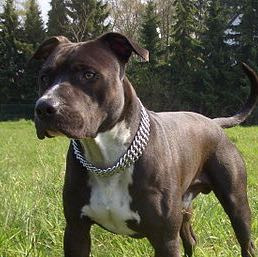 American Staffordshire Terrier Ebay Kleinanzeigen