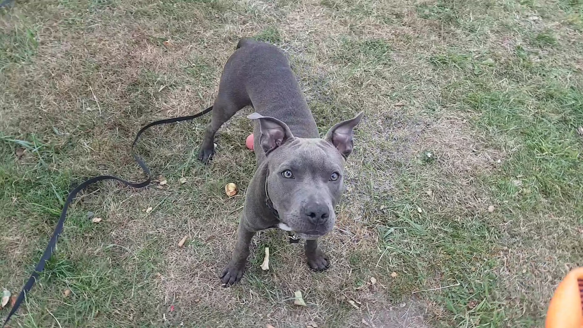 American Staffordshire Terrier Zu Klein Tiere Hund Gewicht