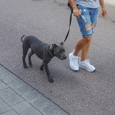 American Staffordshire Terrier Zu Klein Tiere Hund Gewicht