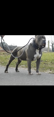 Wo Haben Es Listenhunde In Deutschland Besonders Schwer Vs