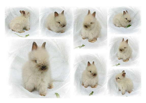 Amerikanische Bzw Englische Namen Fur Kaninchen Amerika