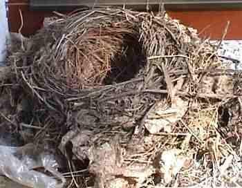 Nest - (Tiere, Vögel, Brüten)