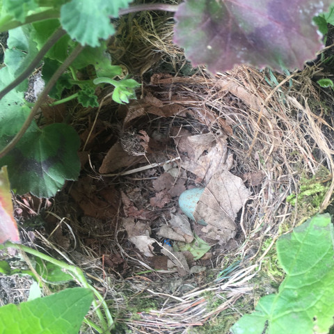 Nest oben  - (Natur, Vögel, Nest)