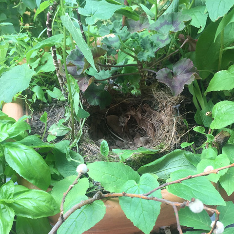 Nest seitlich  - (Natur, Vögel, Nest)