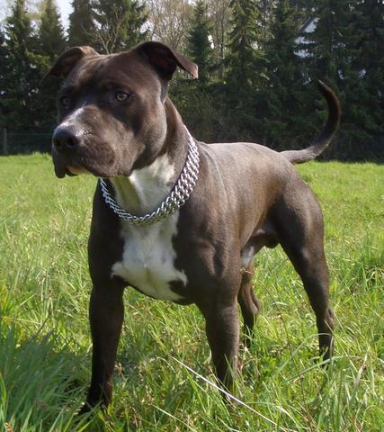 Pit Bull Terrier Listenhund Goldenacresdogs Com