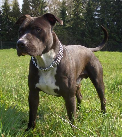 Amstaff - (Hund, Pitbull, Listenhunde)