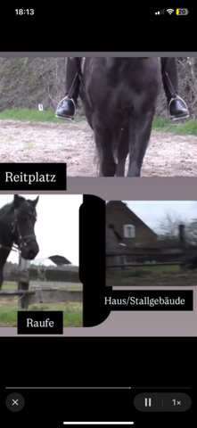 - (Recht, YouTube, Pferd)