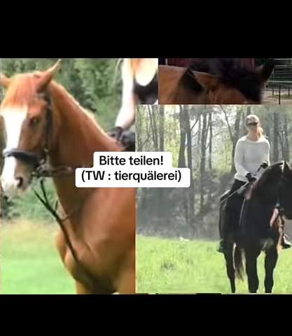 - (Recht, YouTube, Pferd)