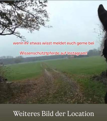 - (Recht, YouTube, Pferd)