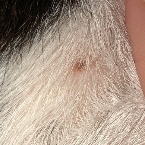 Zecke Kopf Stecken Geblieben Zeckenkopf Bei Katze