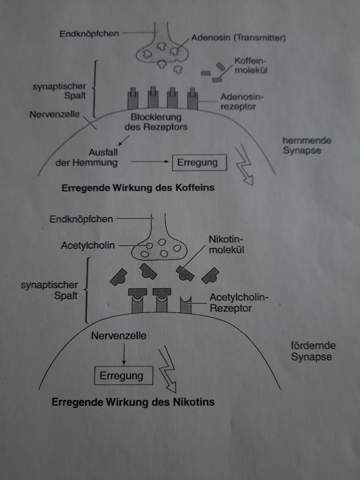 An die Biologieexperten: Thema Synapsen und Wirkung von Koffein und Nikotin - Habe ich mit Hilfe dieser Abbildung die Wirkung richtig erklärt?
