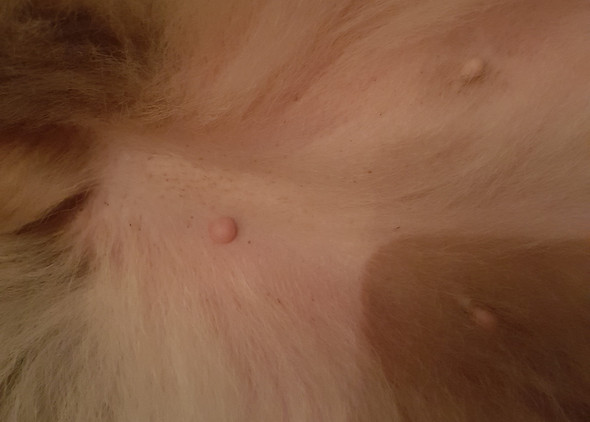 An Hundekenner/Tierärzte, ist das ein Tumor? (Hund, Tierarzt)