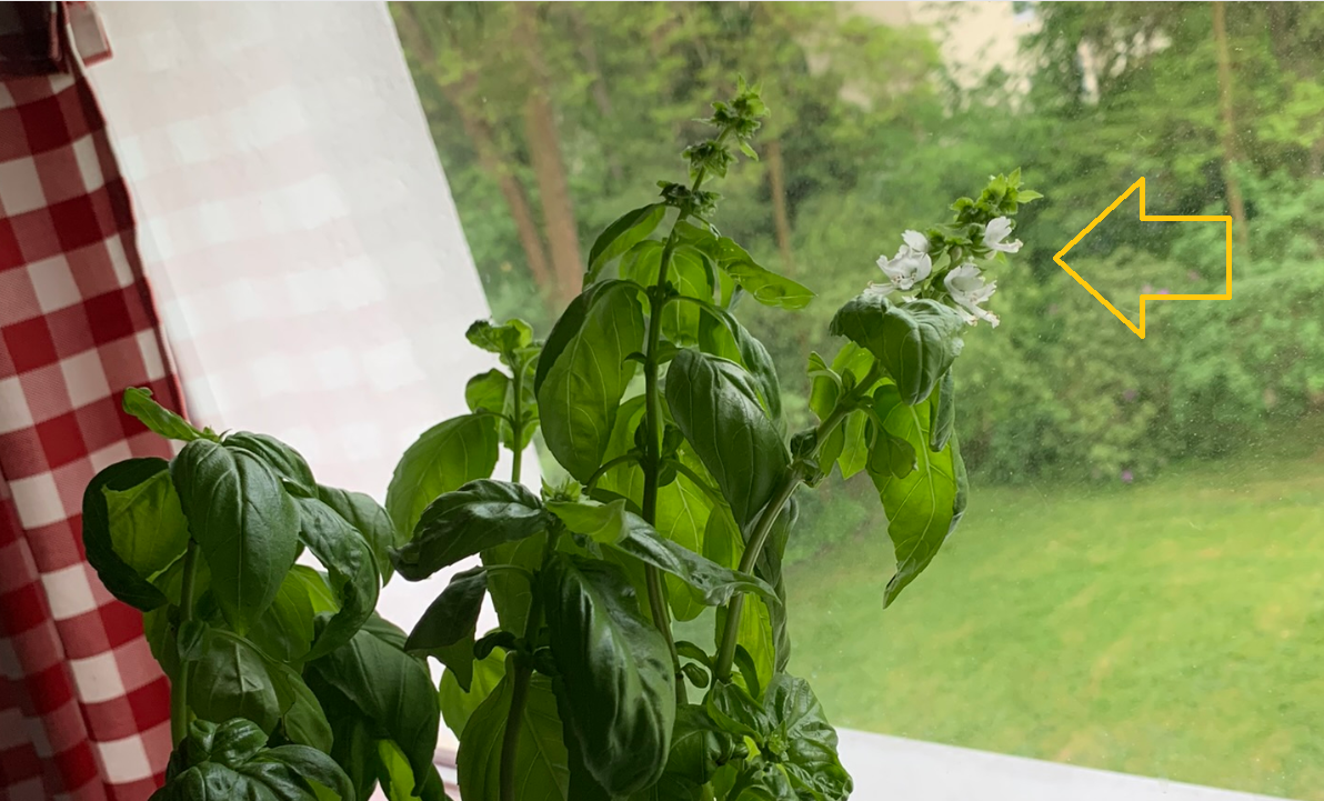 An meiner Basilikumpflanze wachsen weiße Blüten, ist das normal? (Pflanzen, Blumen, Botanik)