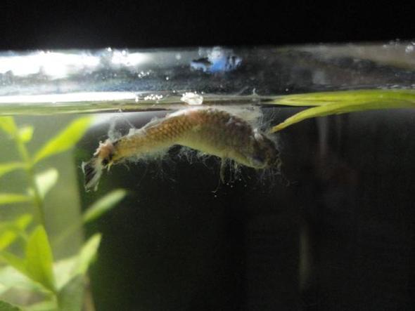 An Was Ist Der Fisch Gestorben Und Ist Es Ansteckend Fur Meine Anderen Fische Krankheit Tod Aquarium