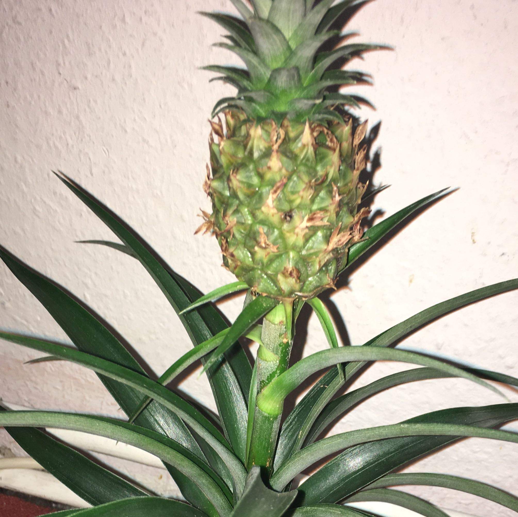 Ananas Pflanze? (Pflanzen)