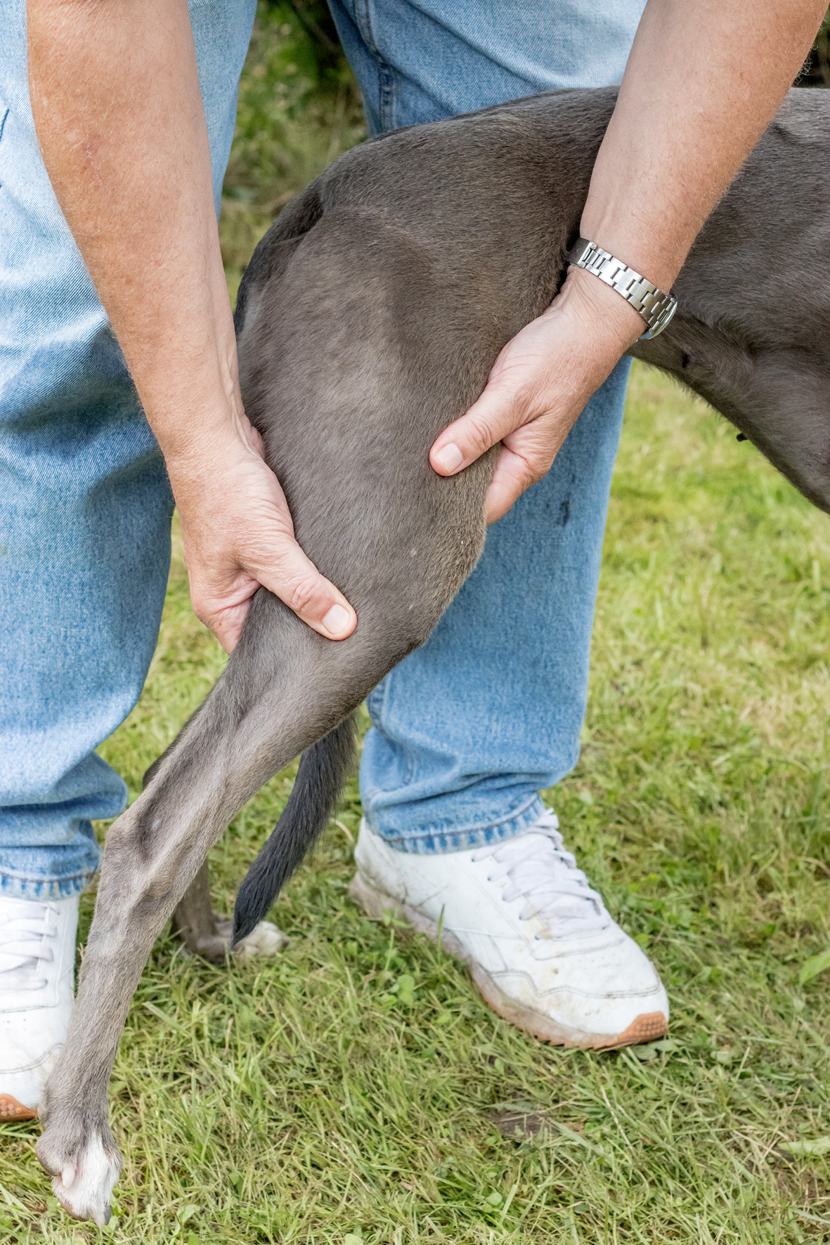 Anatomie vom Knie wie heißt dieses Ligament beim Hund? (Band, Gelenke