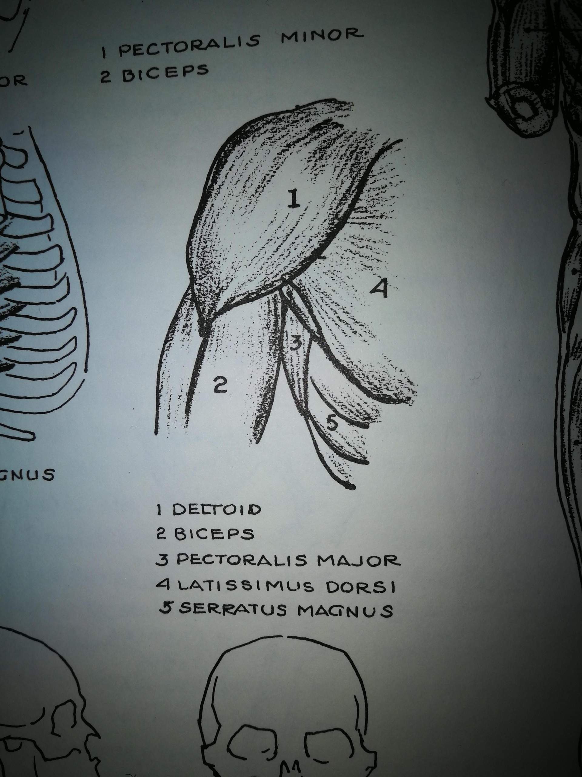 Anatomie Buch korrekt? (Menschen, Muskeln, Knochen)