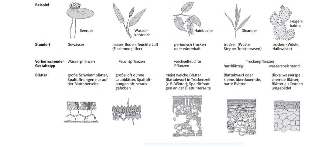 Angepasstheiten von Pflanzen? (Biologie, Ökologie) - 0 Full Angepasstheiten von Pflanzen? (Biologie, Ökologie) - 0 Full