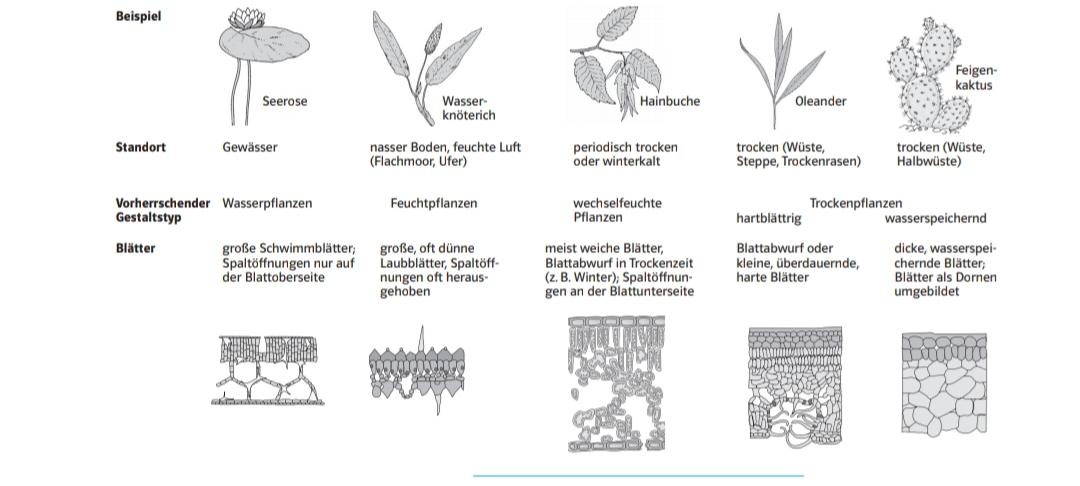 Angepasstheiten Von Pflanzen? (Biologie, Ökologie)