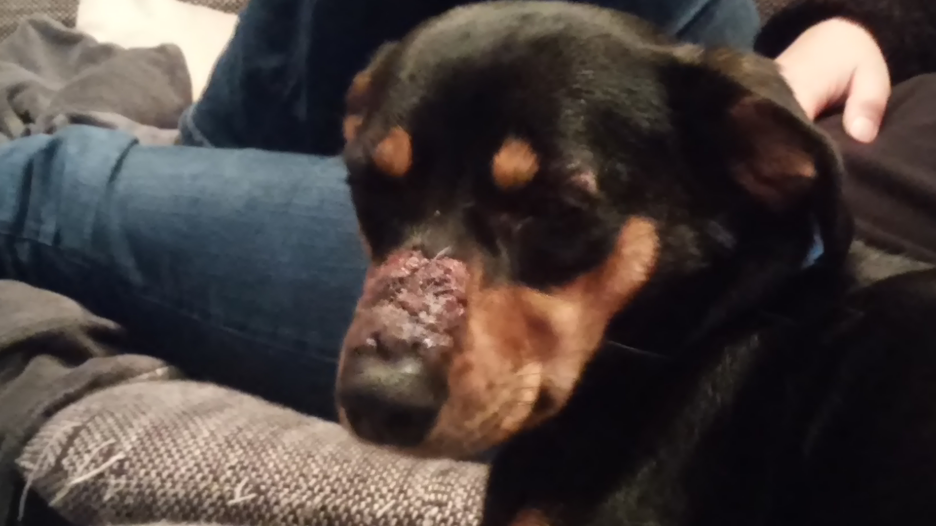Angeschwollene Nase beim Hund (krank, Allergie, Milben)