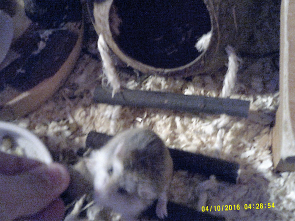 Das ist meine Hamsterdame :) Halt Leckerliegeil ! - (Angst, Biss, hamsterbiss)