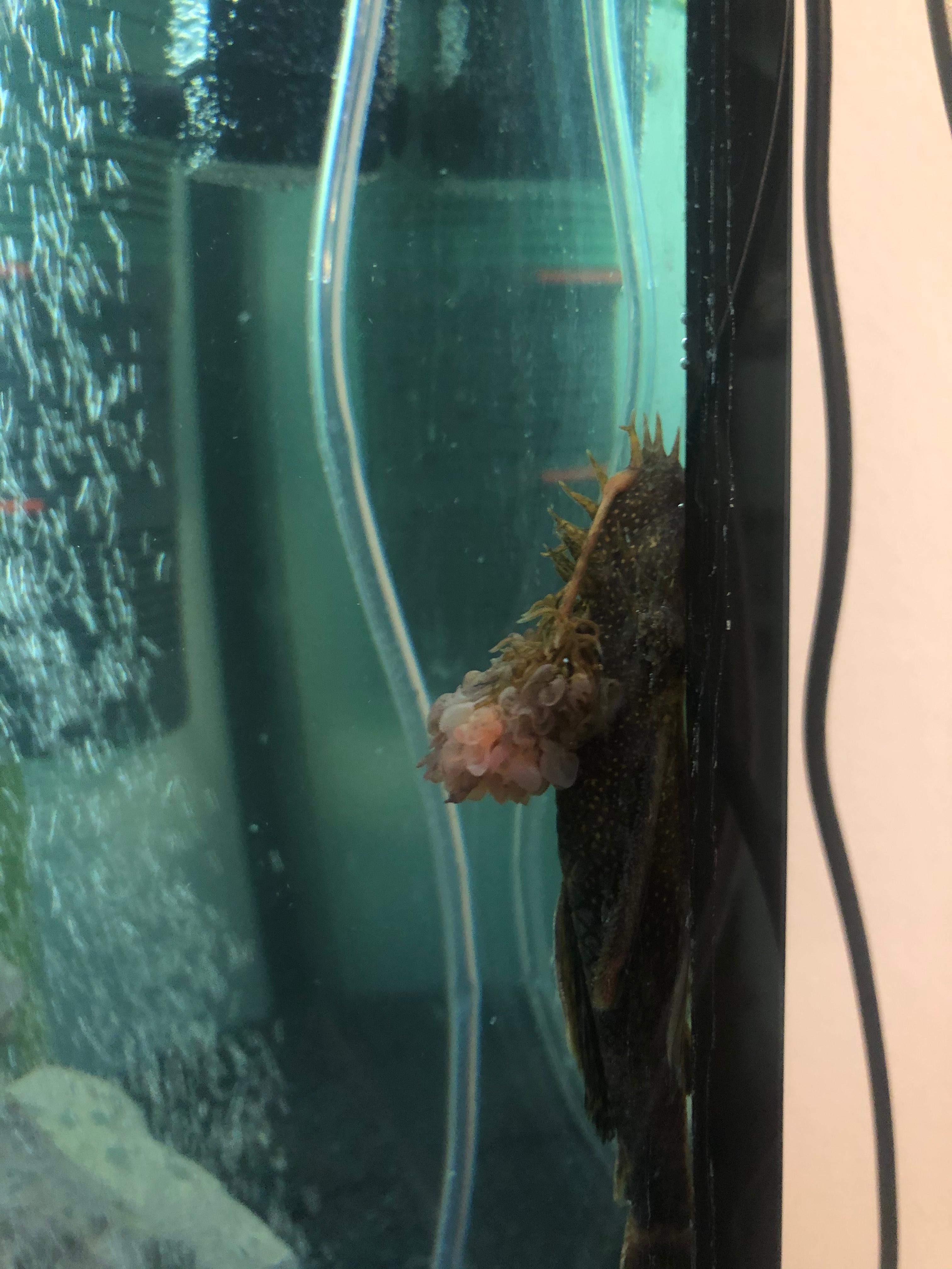 Antennenwels hat komischen puschel? (Fische, Aquariumfische)