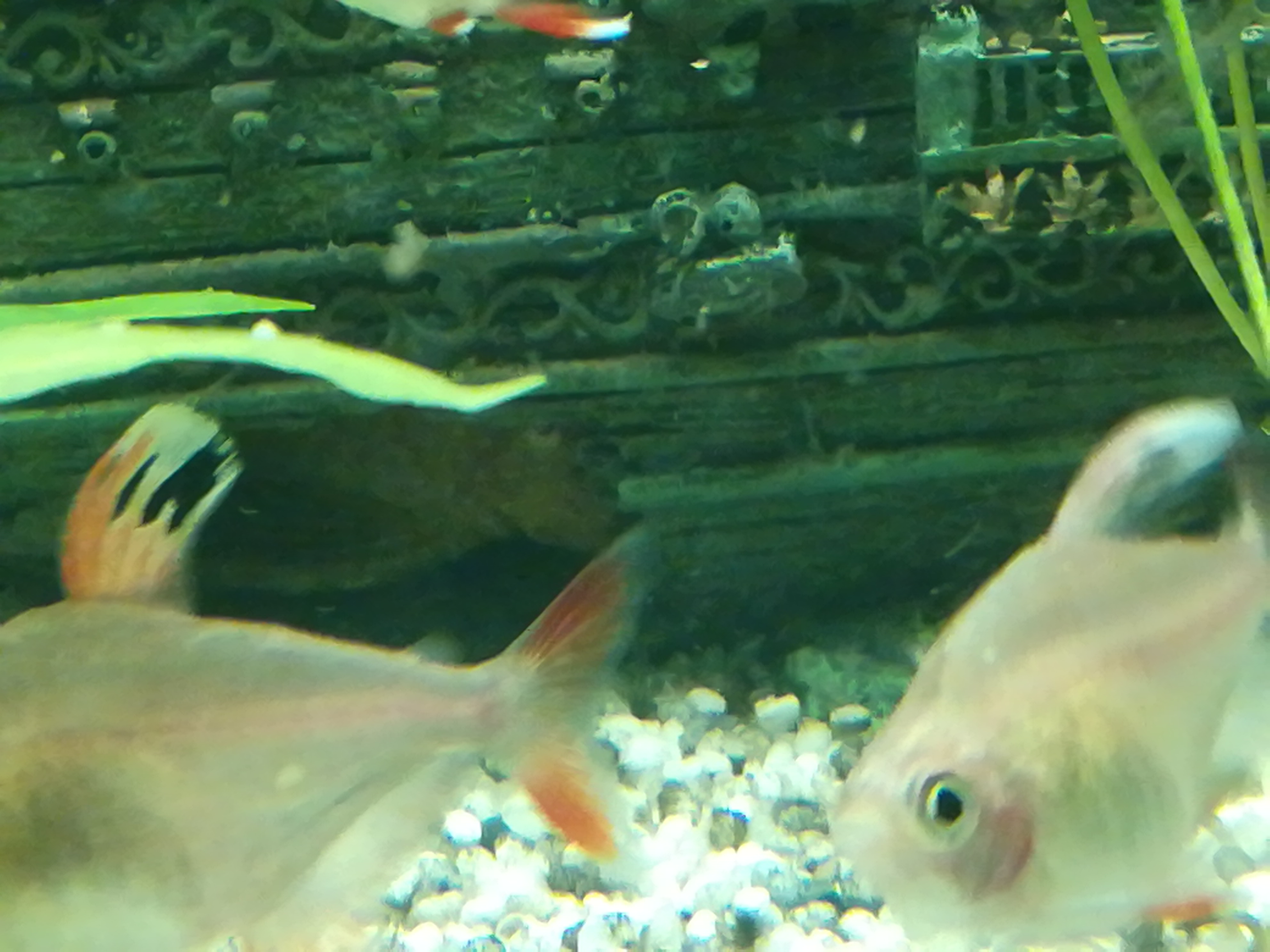 Antennenwels Jungetier bzw. Laich bewachen? (Tiere, Fische, Aquarium)