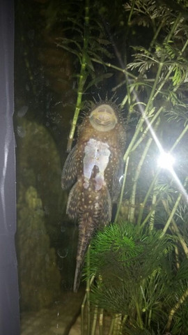 Antennenwels krank oder verbrannt? (Krankheit, Fische, Aquarium)