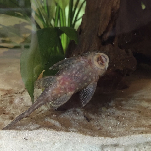 Antennenwels Schwanger/trächtig? (Aquarium, Aquaristik, Zierfische)