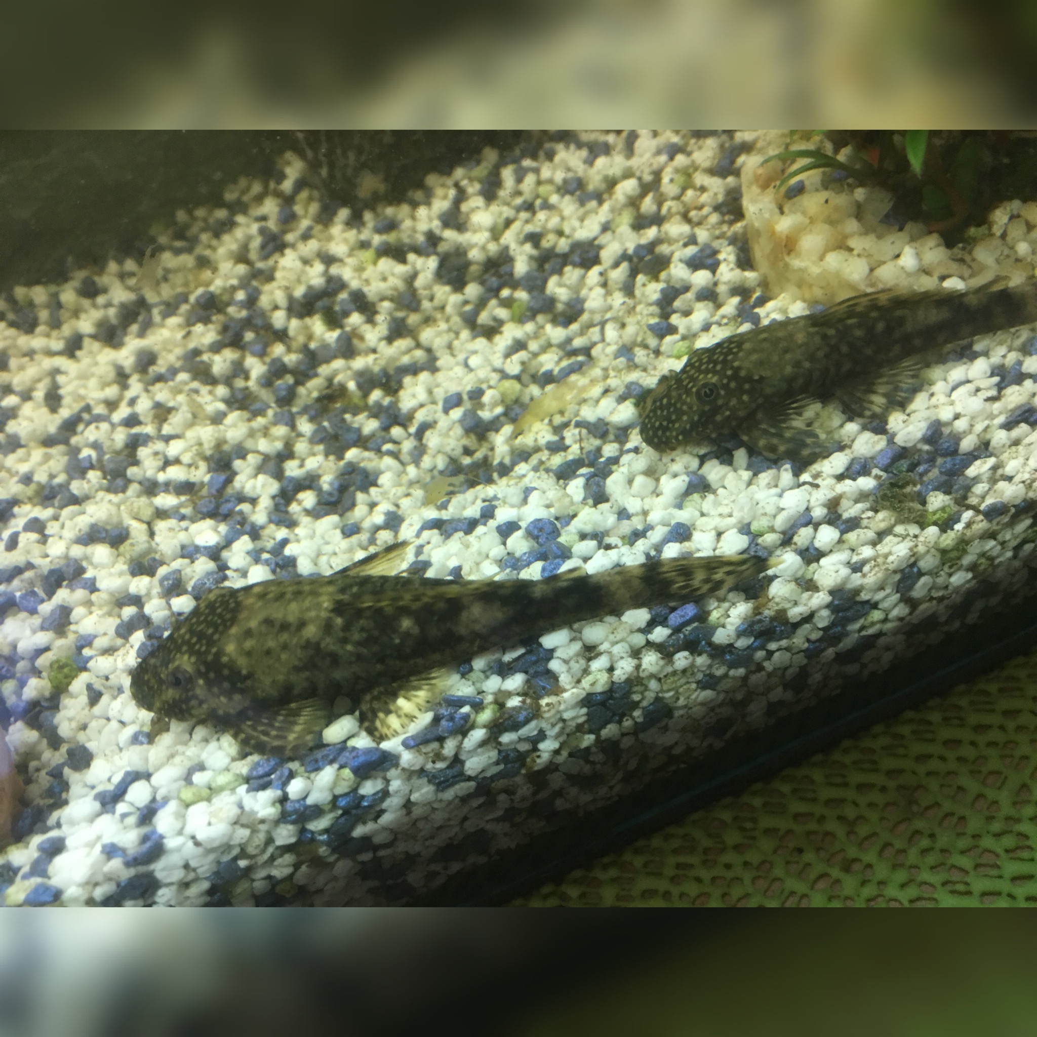 Antennenwelse komisches muster auf dem rücken? (Tiere, Fische, Aquarium)