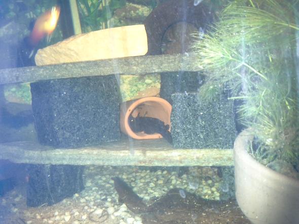 Antennenwelsnachwuchs (Aquarium, Nachwuchs, antennenwels)