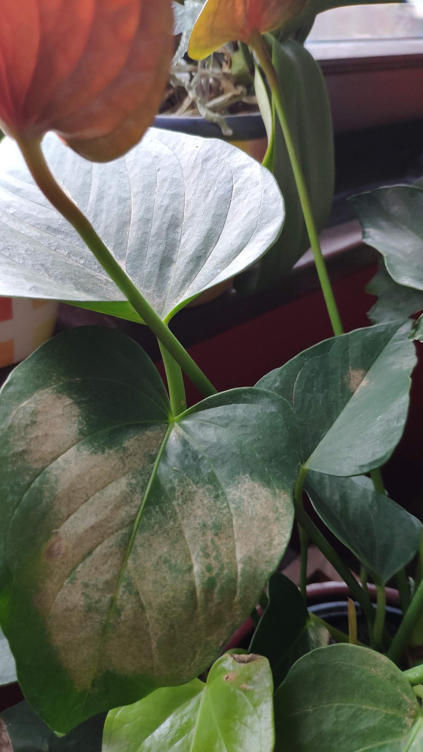 Anthurium bekommt braune Flecken  Pflanzen Garten Pflanzenpflege 