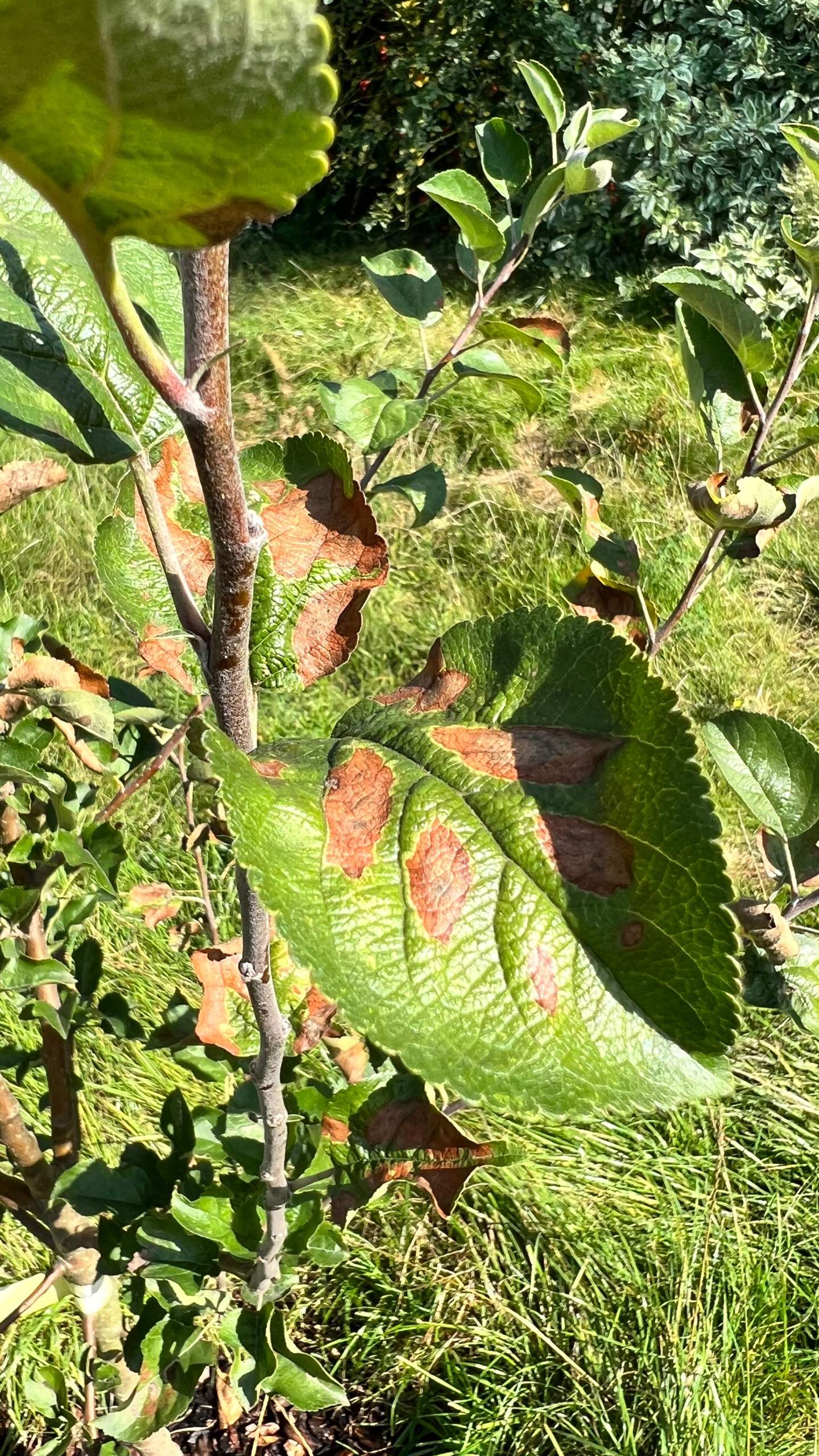 Apfelbaum braune Blätter? (Baum, Pflanzenpflege, Pflanzenkrankheit)