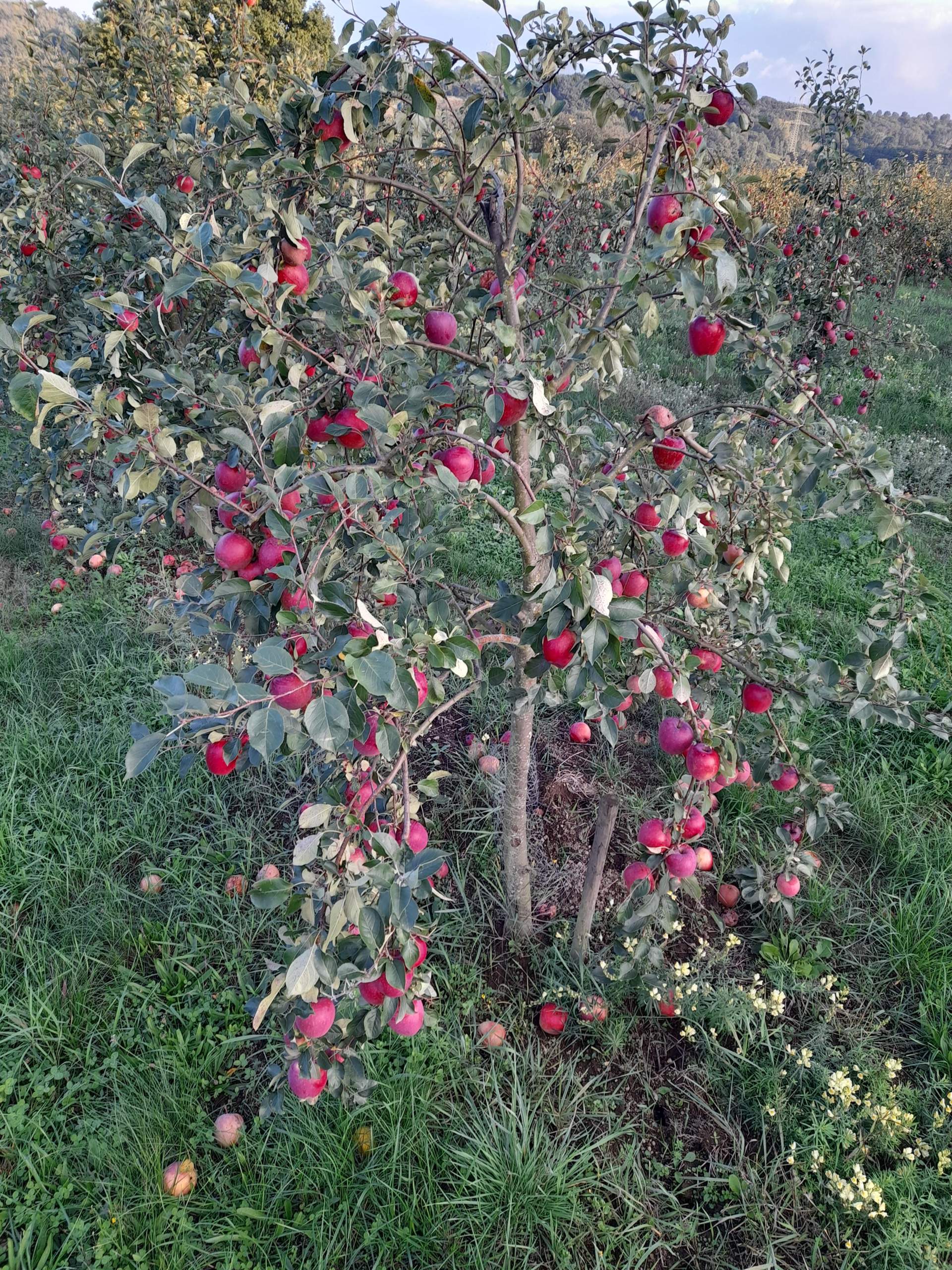 Rockit Apfelbaum Pflanzen