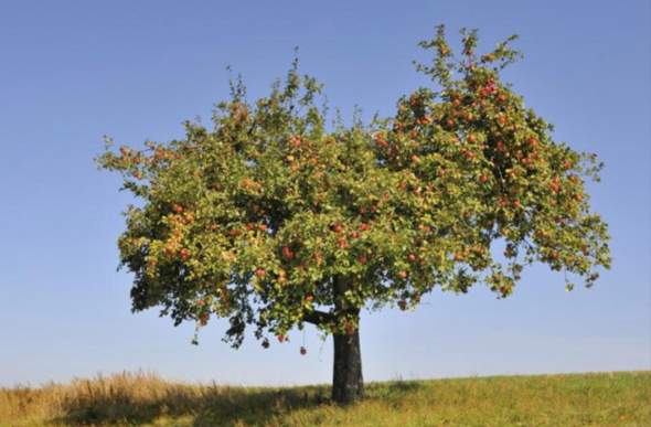 Apfelbaum Größe und Art?