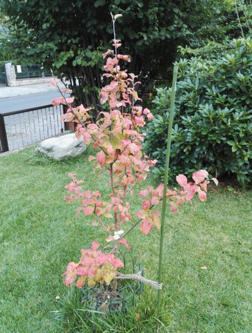 Baum Malus Roter Jonathan - (Krankheit, Garten, Apfel)