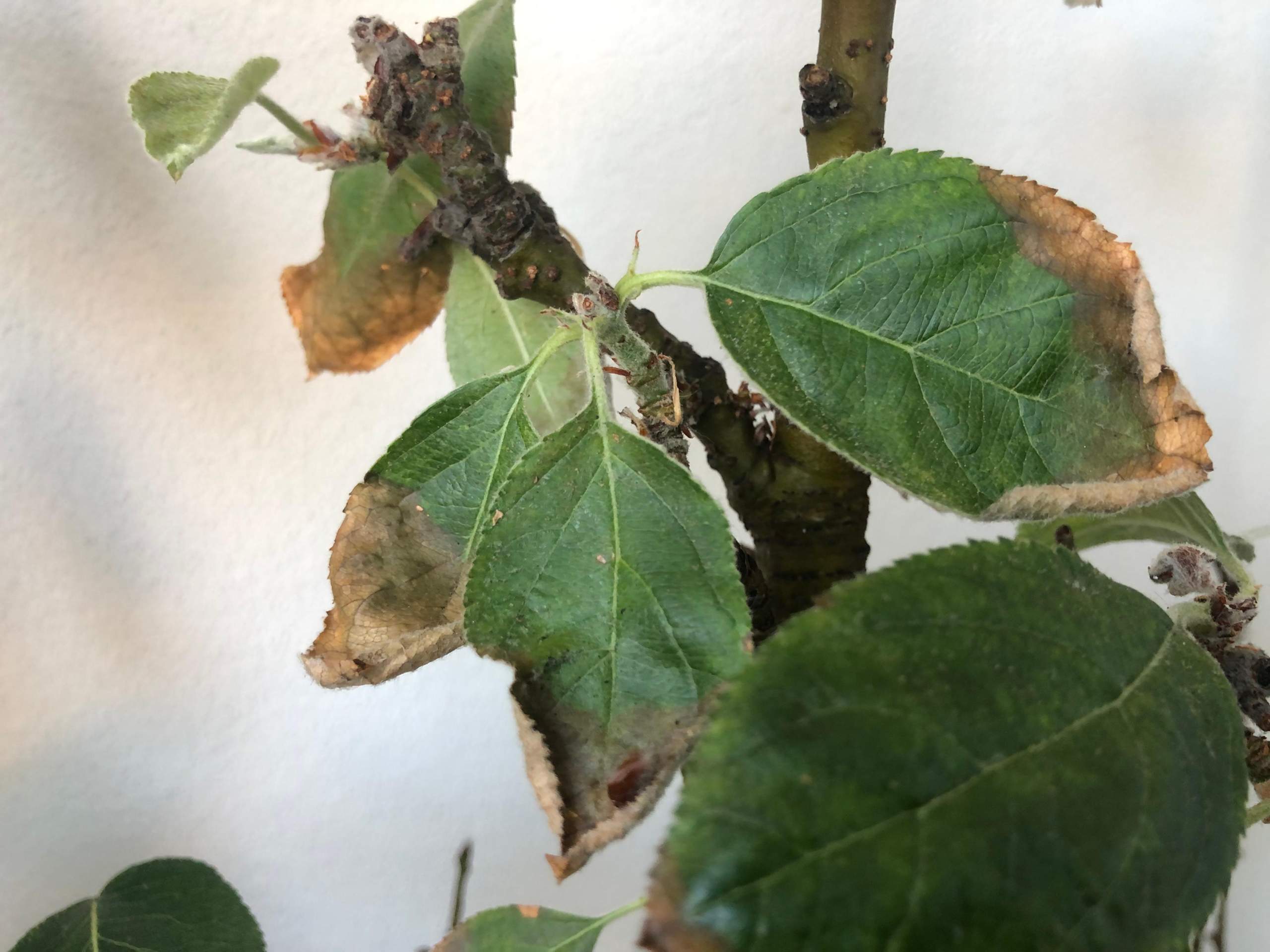Apfelbaum Welcher Schädling ist das? (Garten, Insekten, Schädlinge)