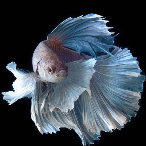 Apple Fisch Hintergrundbild Wasser Fische Aquarium