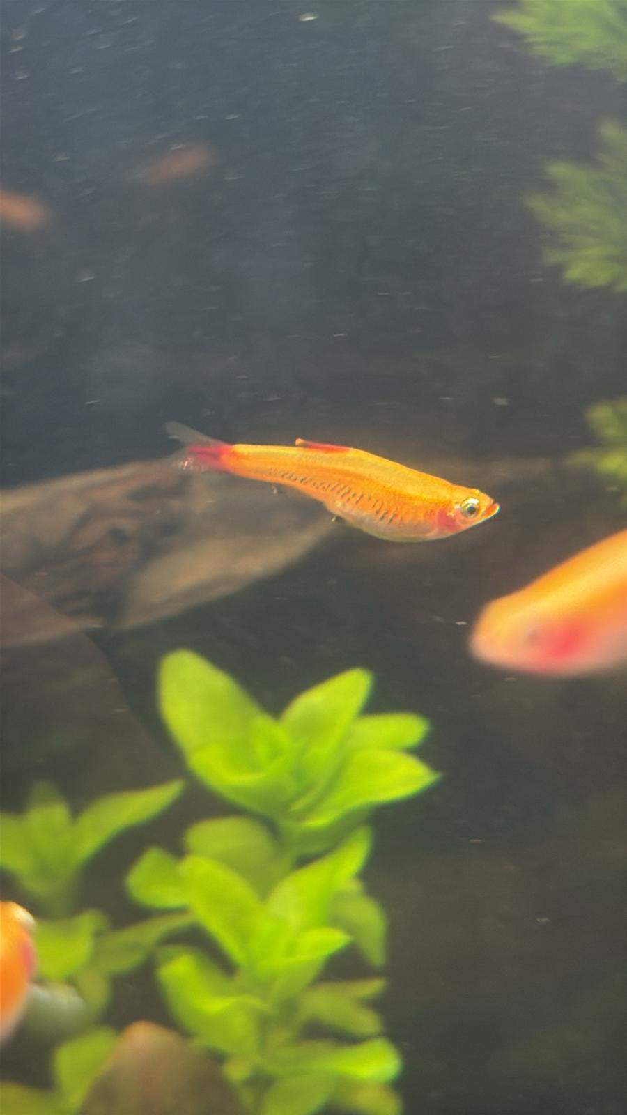Welche Fische Haben Keinen Magen