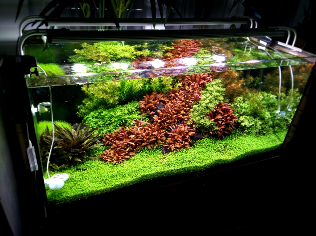 Aquarien als Luftverbesserer? (Tiere, Wasser, Pflanzen)